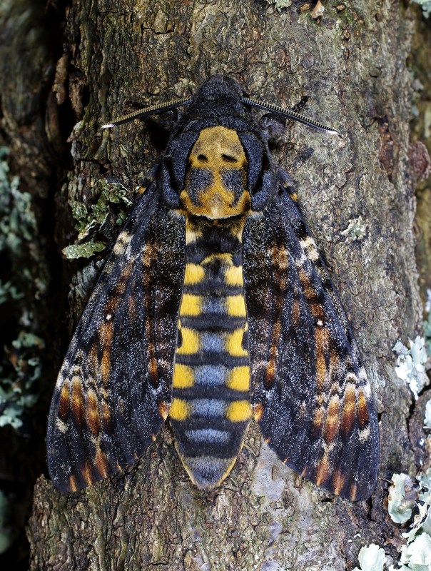 Acherontia atropos SPHINX TETE DE MORT #39436