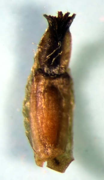 Achillea ptarmica L. #77061