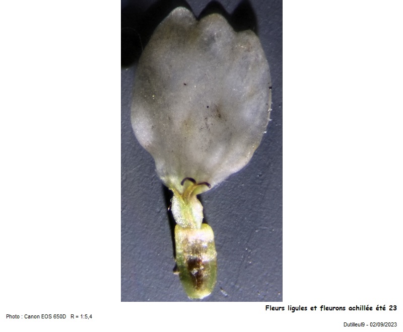 Achillea ptarmica L. #77059
