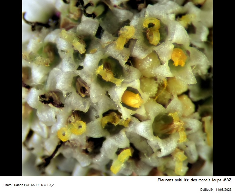 Achillea ptarmica L. #77055