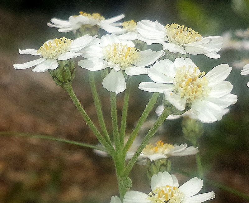 Achillea umbellata #54815