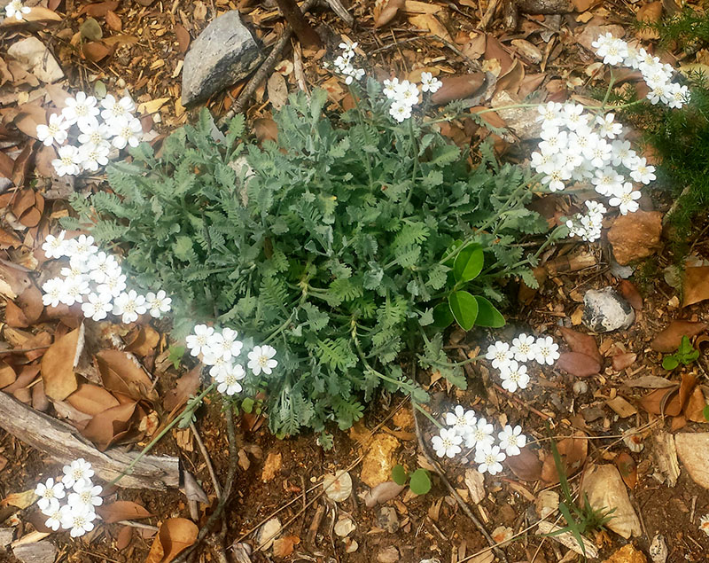 Achillea umbellata #54813