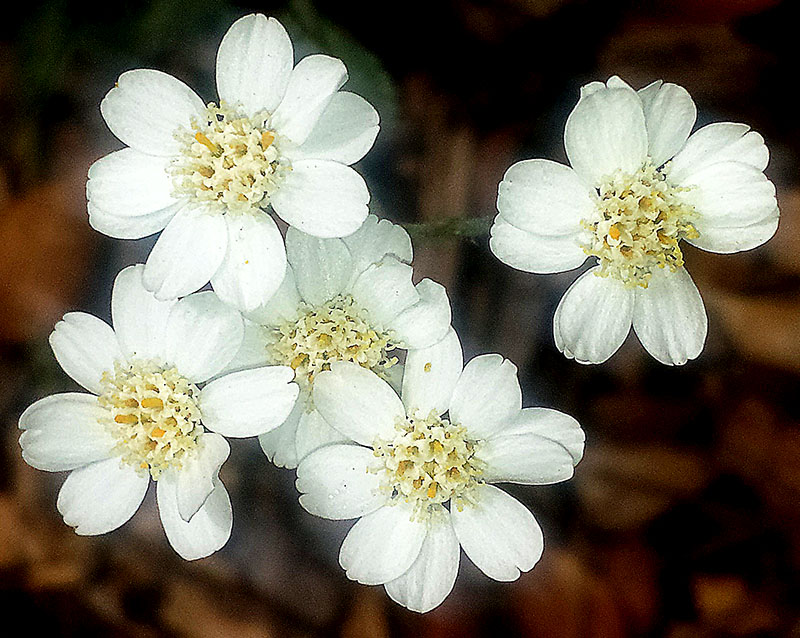 Achillea umbellata #54816