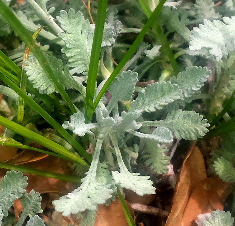 Achillea umbellata #54814