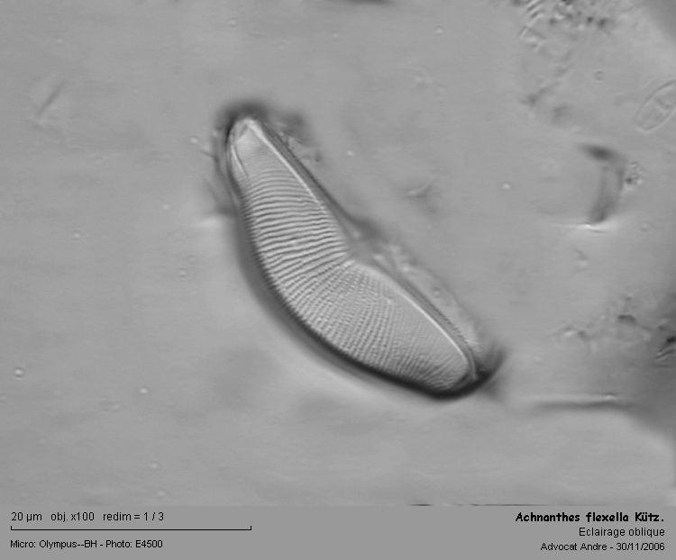 Achnanthes flexella (Kützing) Brun #1930