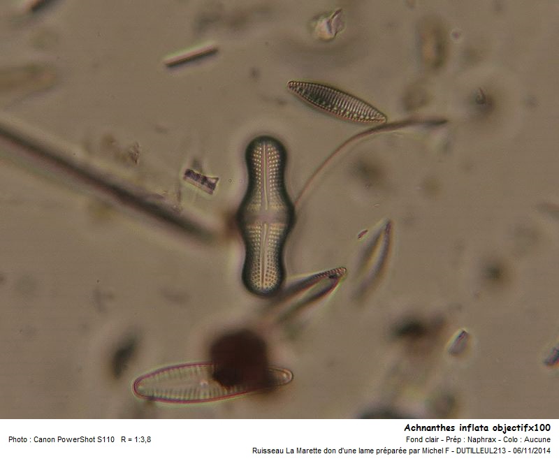 Achnanthes inflata #39632