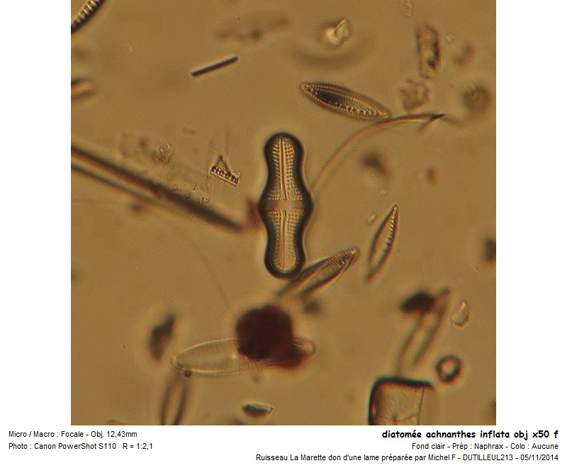 Achnanthes inflata #39633