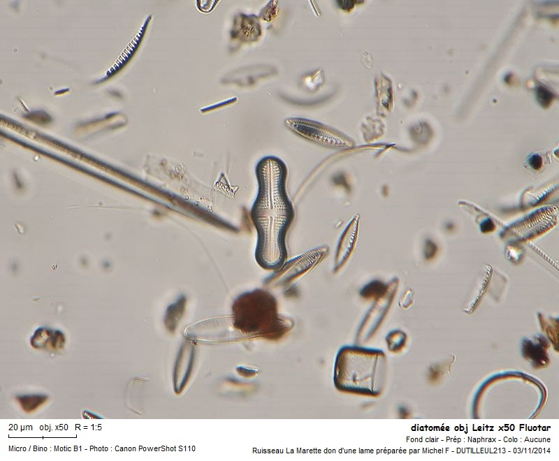 Achnanthes inflata #39634