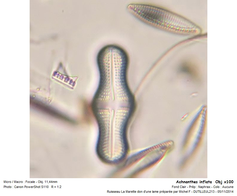 Achnanthes inflata #39630
