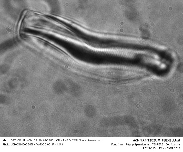ACHNANTIDIUM FLEXELLUM #33701