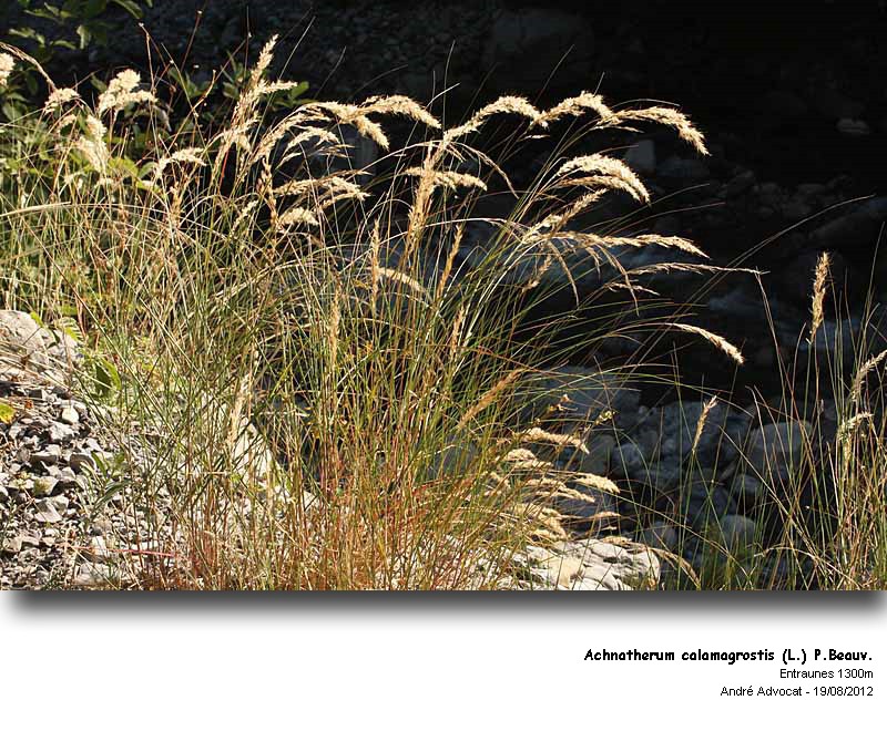 Achnatherum calamagrostis (L.) P.Beauv. #28130