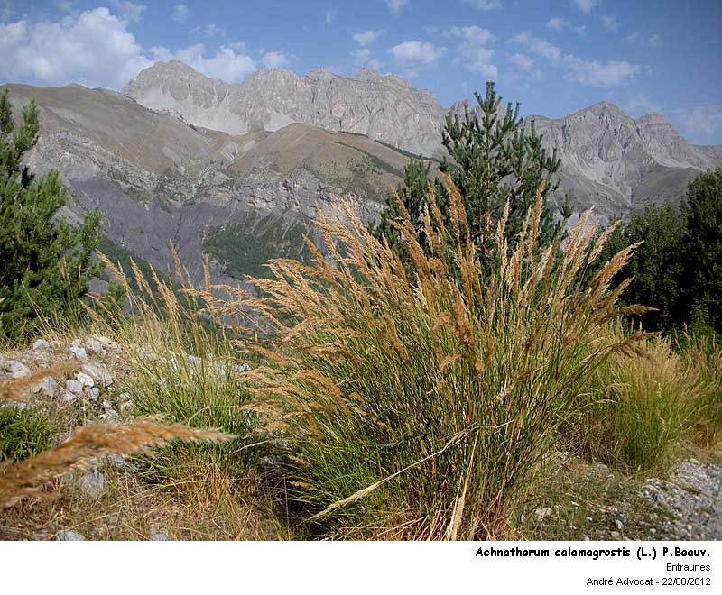 Achnatherum calamagrostis (L.) P.Beauv. #28129