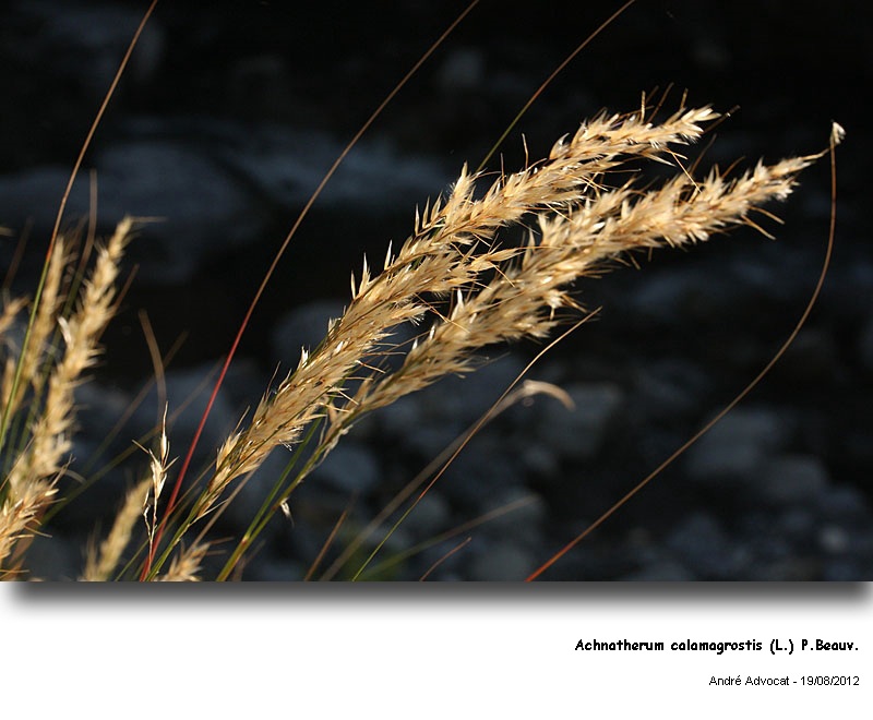 Achnatherum calamagrostis (L.) P.Beauv. #28131