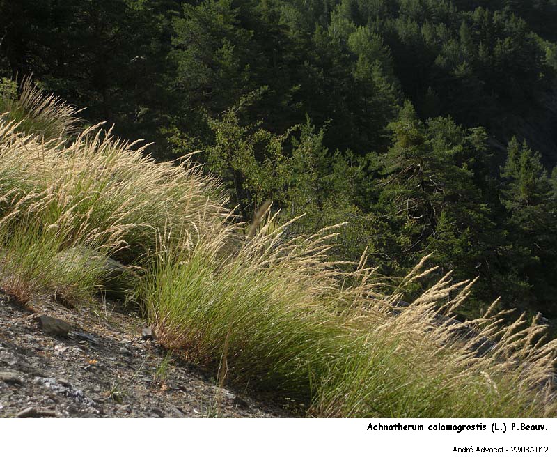 Achnatherum calamagrostis (L.) P.Beauv. #28128