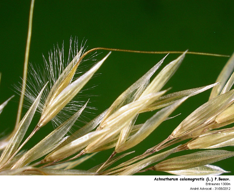 Achnatherum calamagrostis (L.) P.Beauv. #28132
