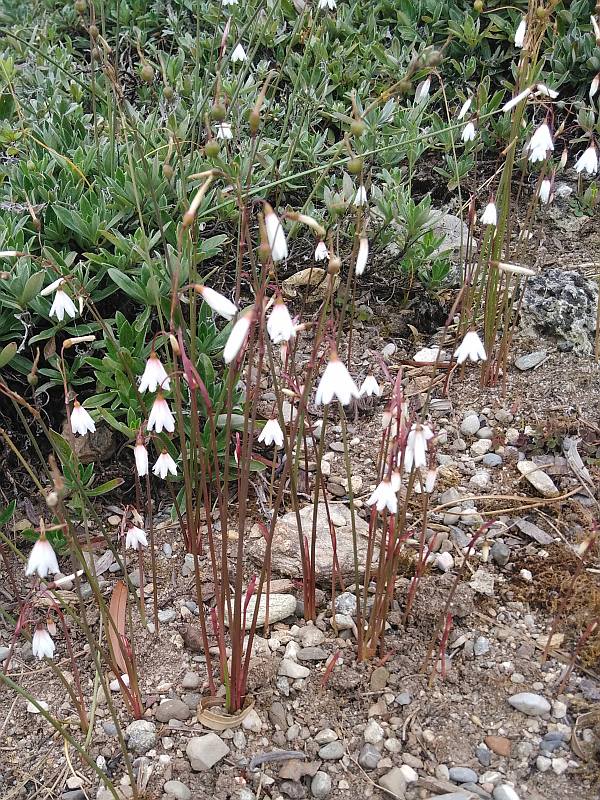 Acis automnalis (L.)Herb. , la nivéole d automne #46384