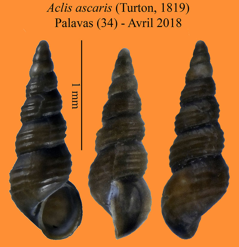 Aclis ascaris #56049
