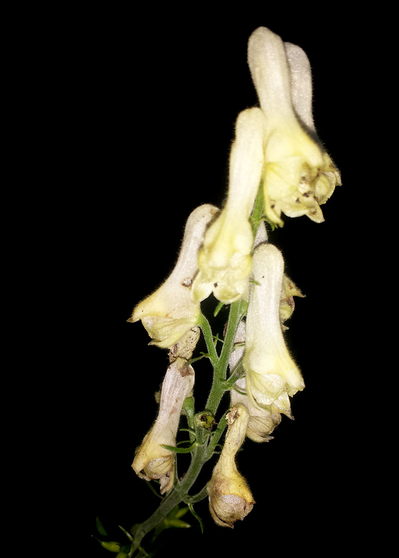 Aconitum lycoctonum #54284
