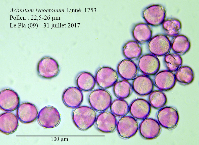 Aconitum lycoctonum #54288