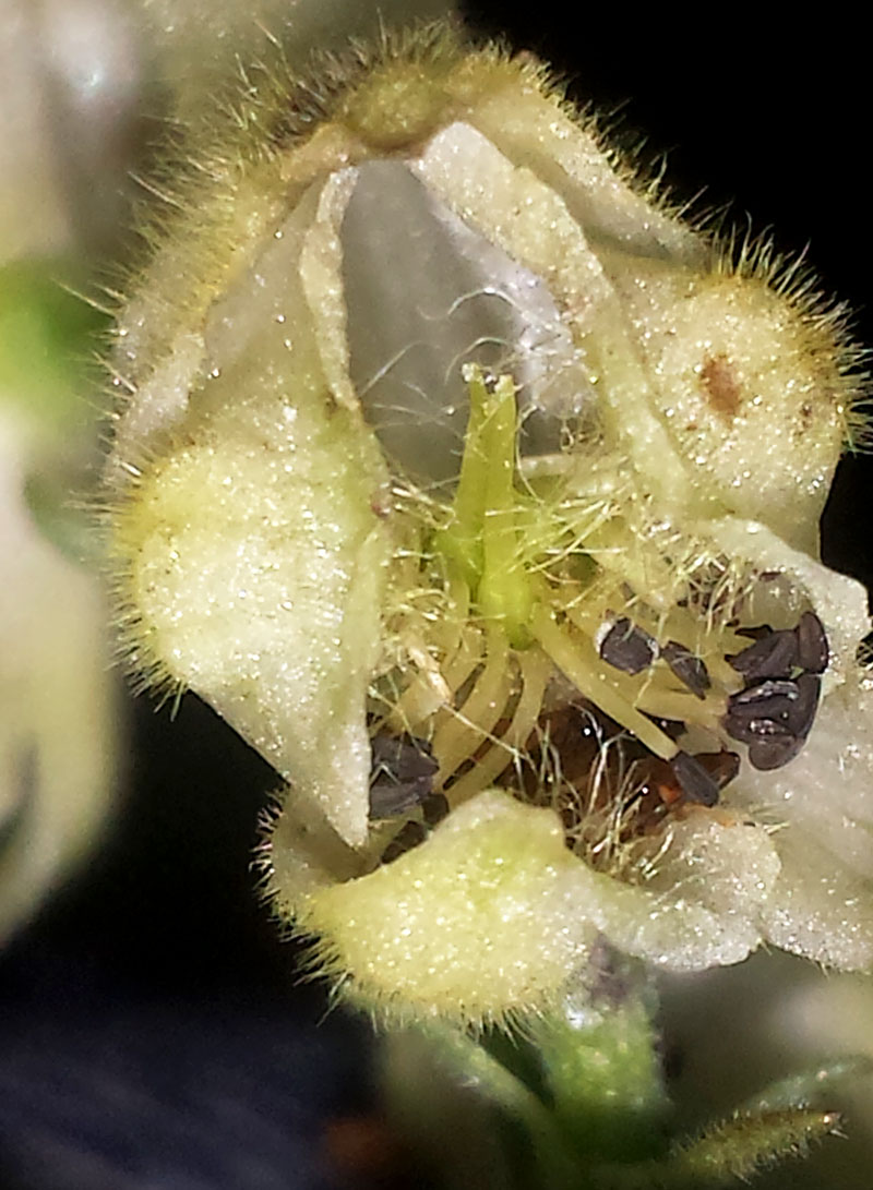 Aconitum lycoctonum #54286