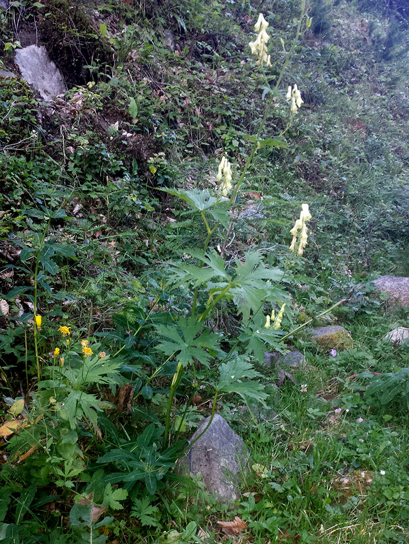 Aconitum lycoctonum #54282