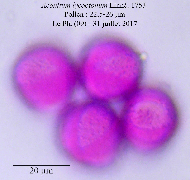 Aconitum lycoctonum #54289