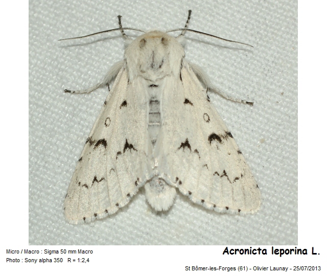 Acronicta leporina (L. 1758) - La Noctuelle-Lièvre #43177