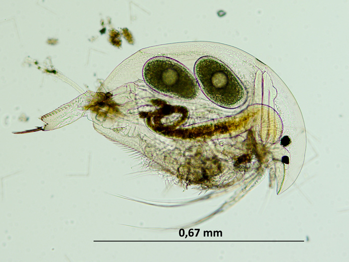 Acroperus harpae / Cladocera #73648