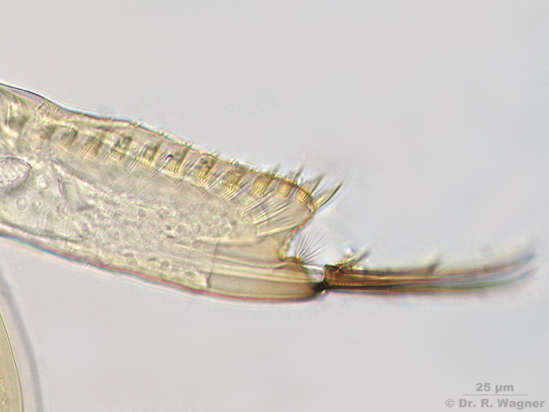 Acroperus harpae #3981