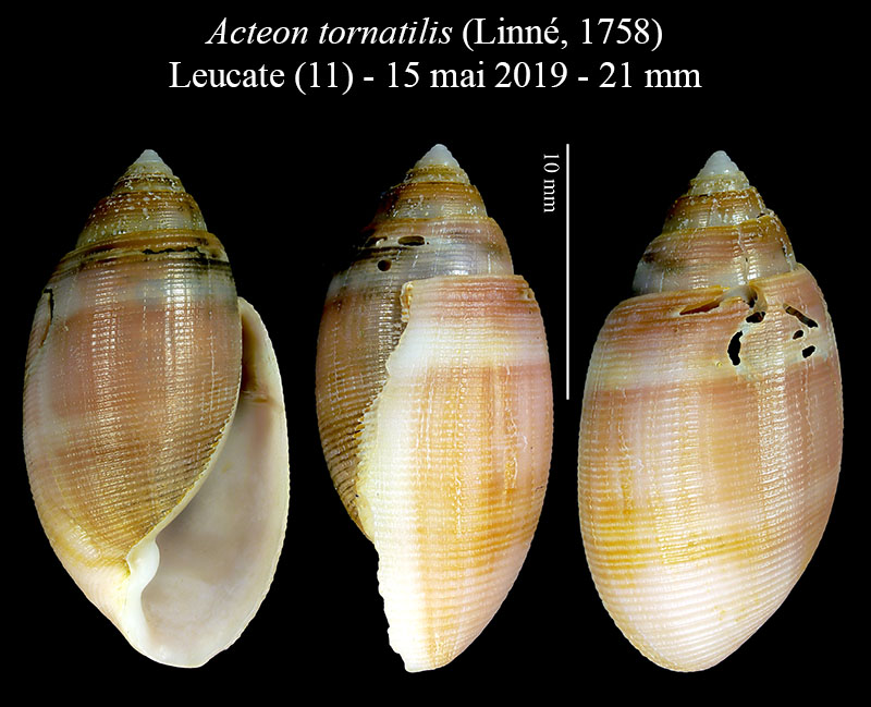 Acteon tornatilis #59593