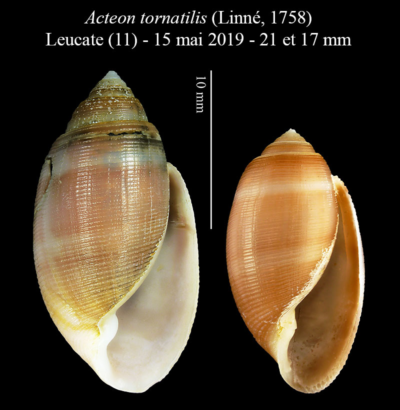 Acteon tornatilis #59594