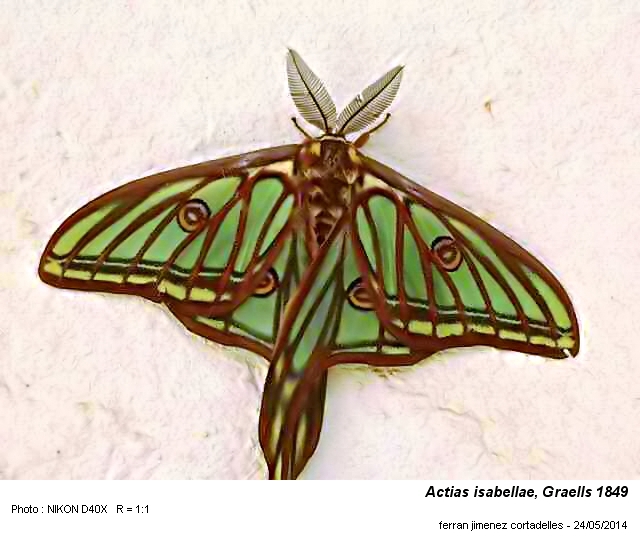 Actias isabellae Graells, 1849 #37683