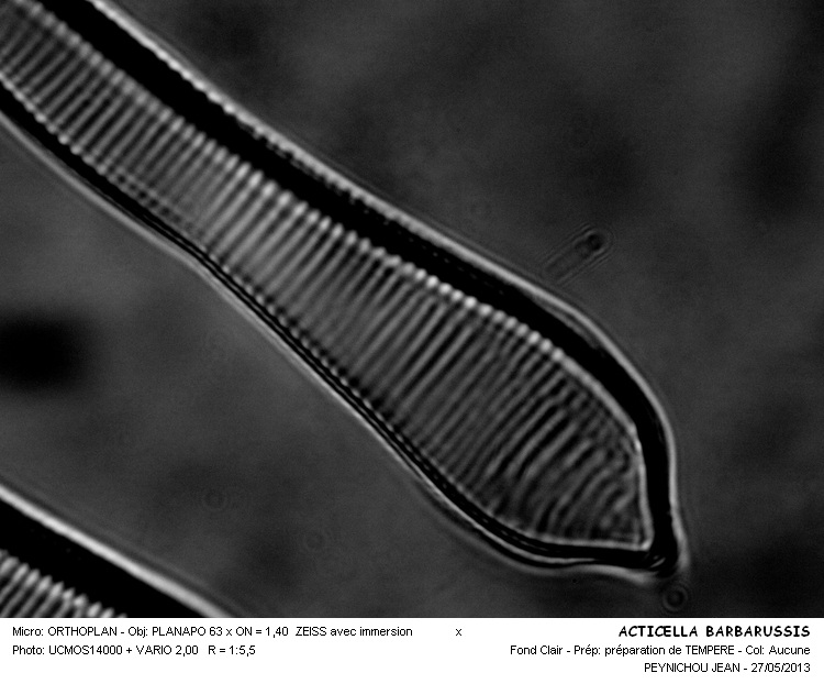 ACTICELLA BARBARUSSIS #31407