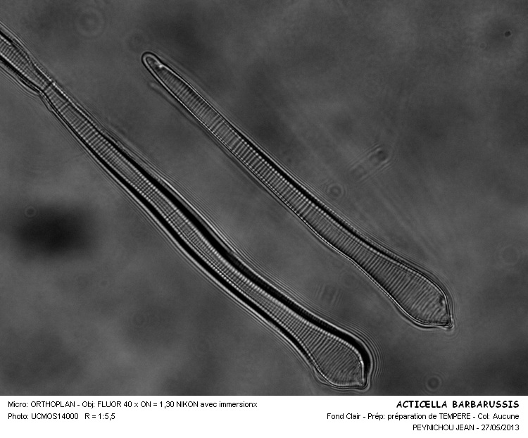 ACTICELLA BARBARUSSIS #31406