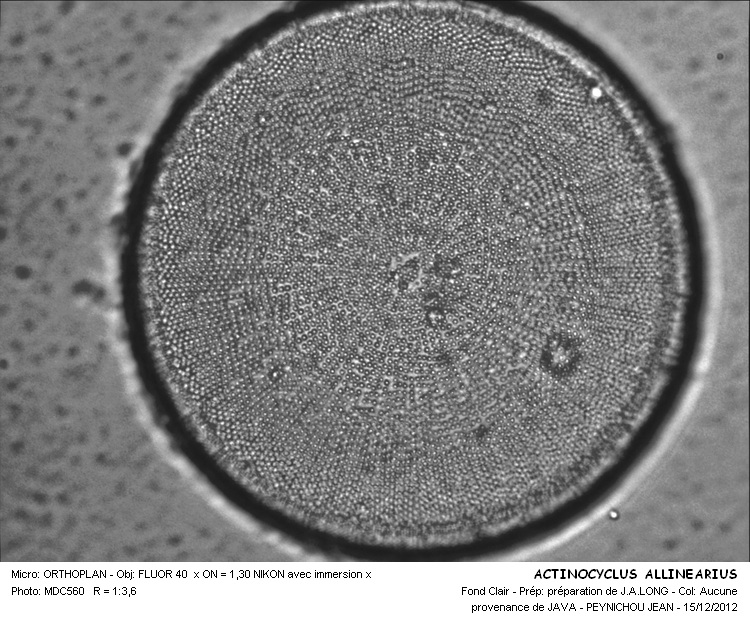 Actinocyclus Allinearius #30539