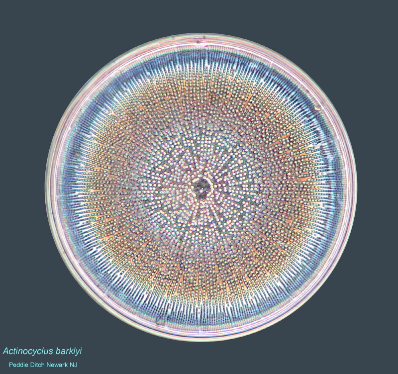 Actinocyclus Barklyi Variantes d´observation #33137