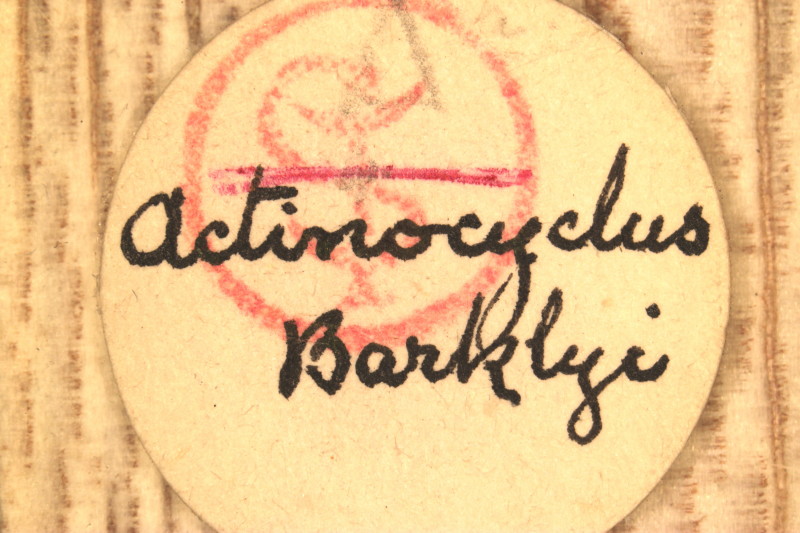 Actinocyclus Barklyi Variantes d´observation #33121