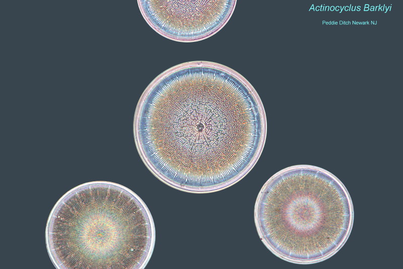 Actinocyclus Barklyi Variantes d´observation #33119