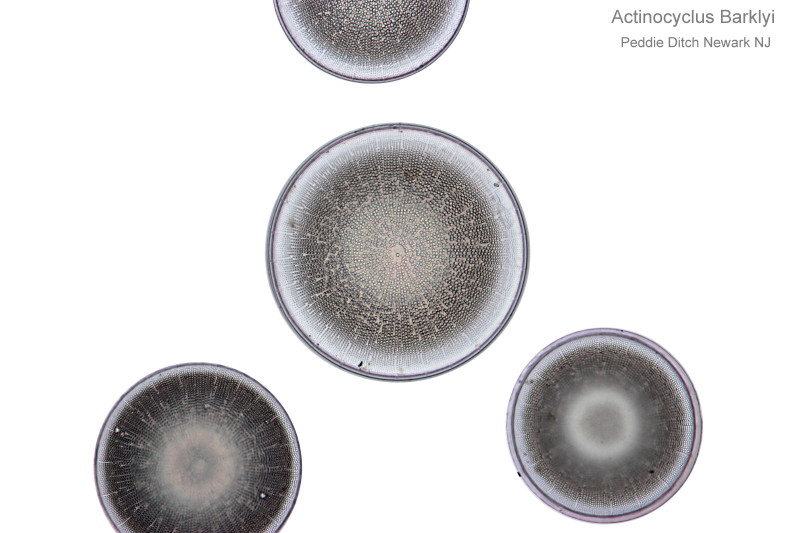 Actinocyclus Barklyi Variantes d´observation #33118