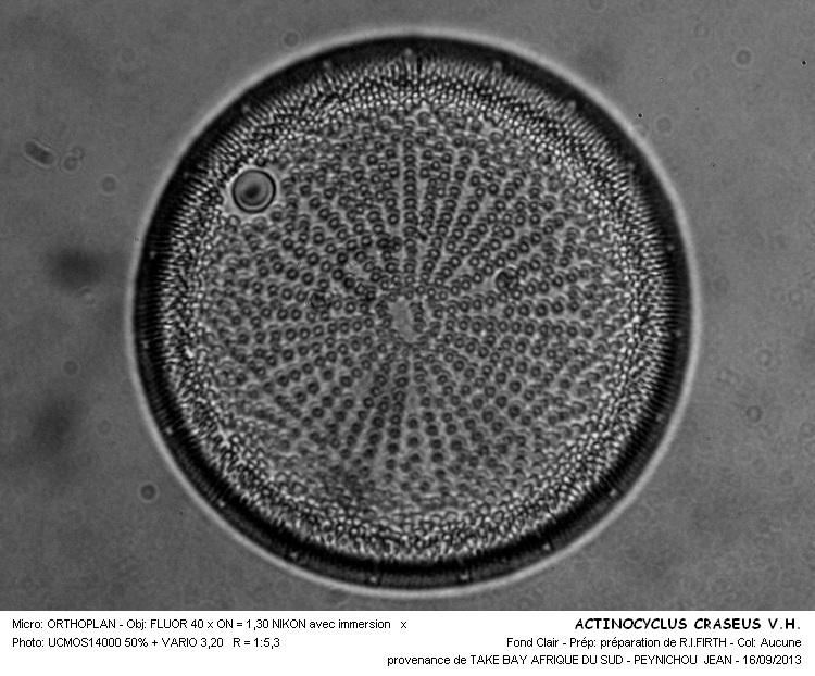 ACTINOCYCLUS CRASEUS V.H. #33815