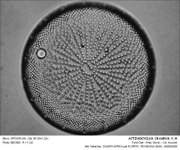 Actinocyclus craseus V.H. #12200