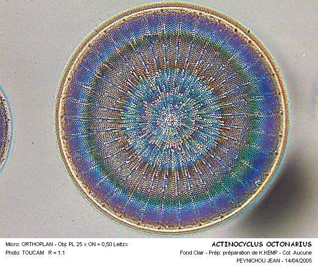 Actinocyclus ehrenbergi Ralfs #25639