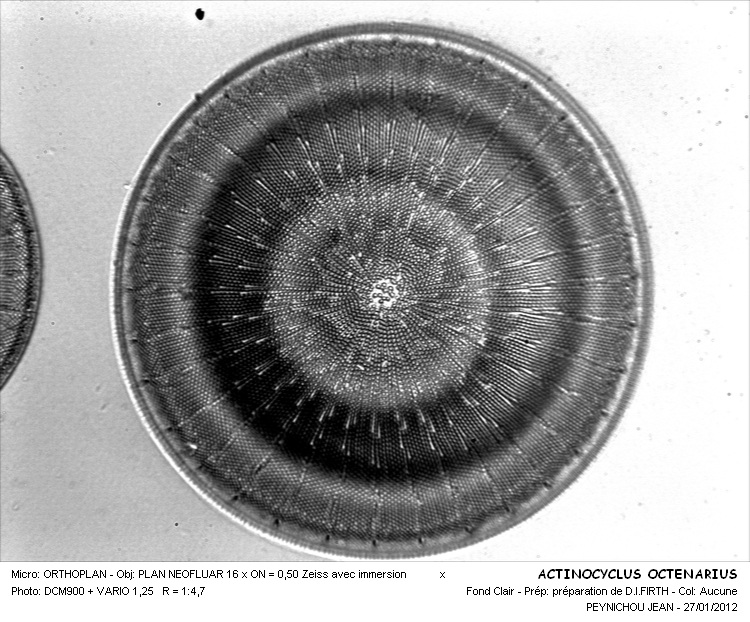 Actinocyclus ehrenbergi Ralfs #25638