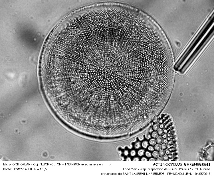 Actinocyclus ehrenbergii Ralfs #30937