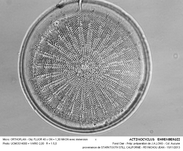 ACTINOCYCLUS EHRENBERGII #34741