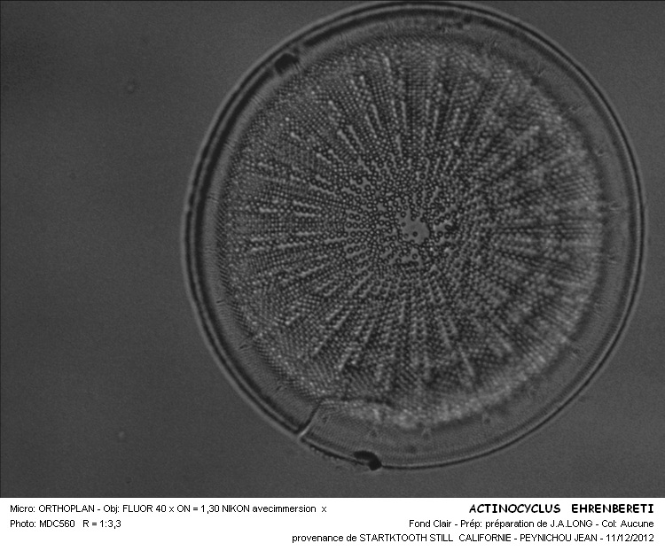 Actinocyclus ehrenbergii Ralfs #30938