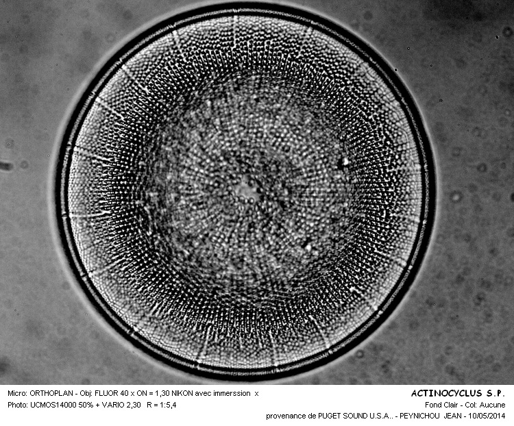 ACTINOCYCLUS EHRENBERGII #37493