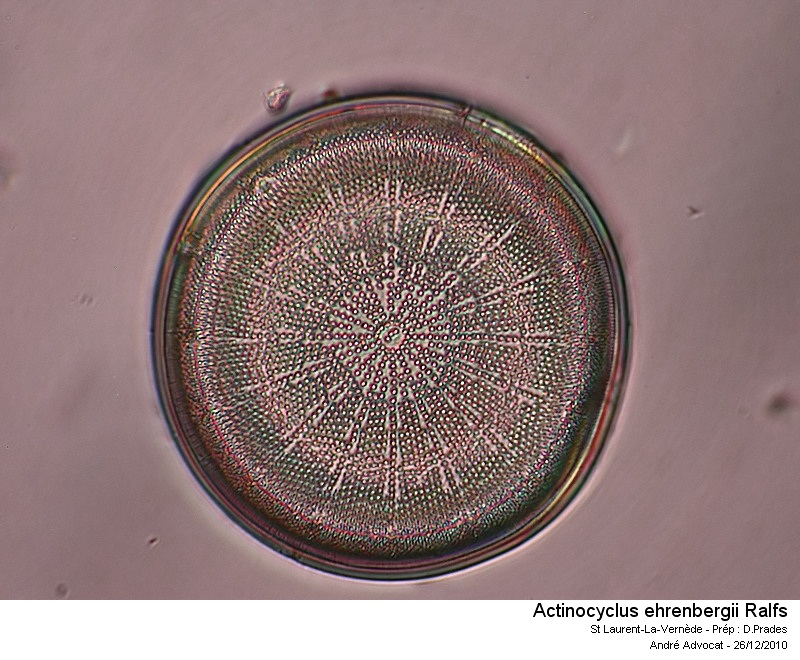 Actinocyclus ehrenbergii Ralfs #24050