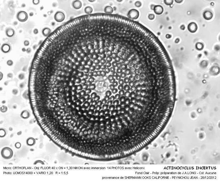 Actinocyclus incertus Grunow #29357