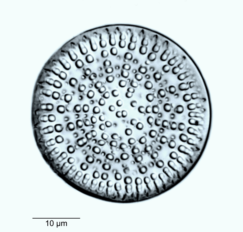 Actinocyclus ingens Rattray, 1890 #53013